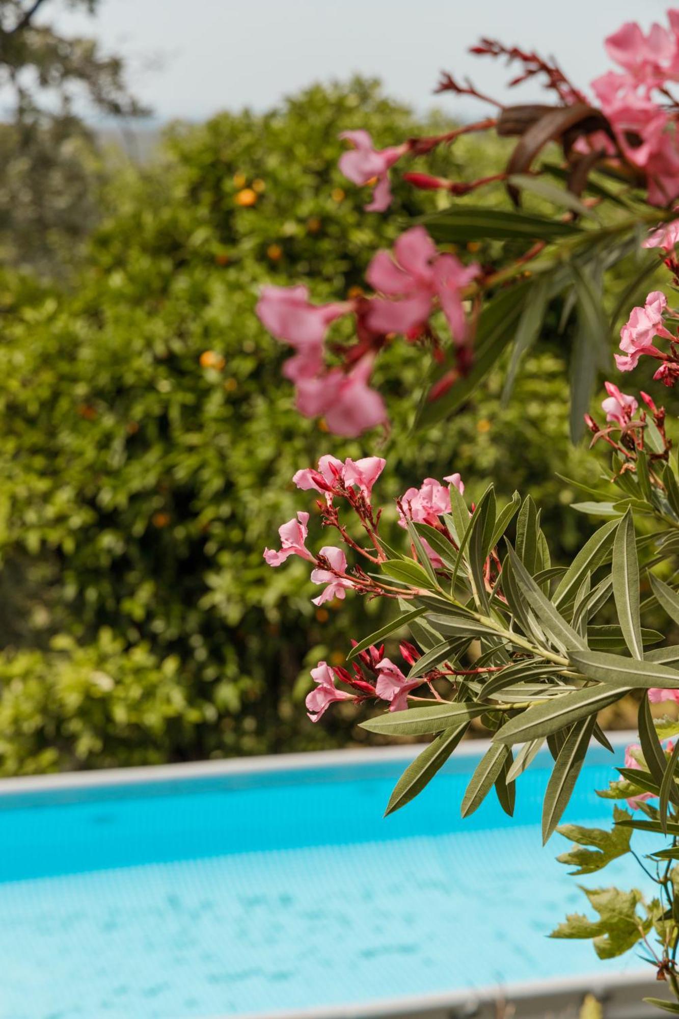 Casa Rural En Candeleda Con Piscina Y Un Maravilloso Jardin Eksteriør billede
